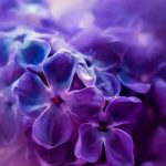 紫色のオーラの人の特徴や意味を徹底解説。性格・人生傾向・恋愛傾向・課題などのオーラ診断。